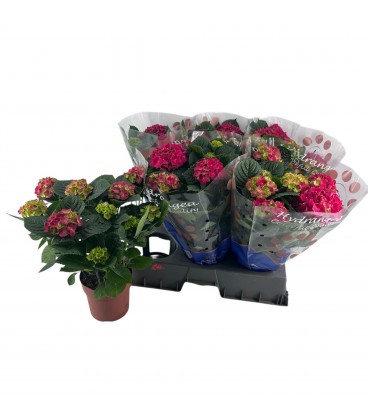 Hortensia ov pot de 14