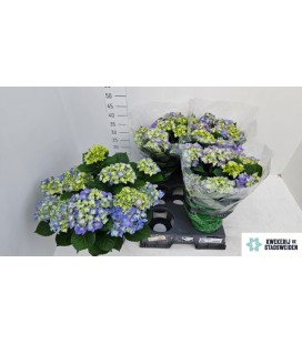 Hortensia Early blue Ø14