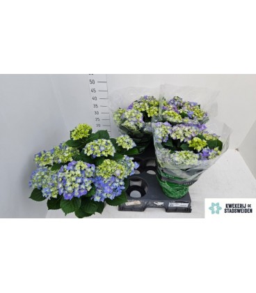 Hortensia Early blue Ø14