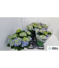 Hortensia Early blue Ø14