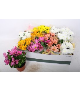 Chrysantheme Mix pot  de 12 CM