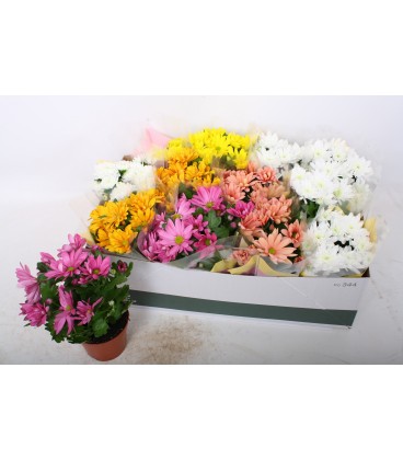 Chrysantheme Mix pot  de 12 cm