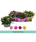 Kalanchoe coupe de 23 