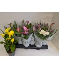 Calla mix pot de10.5