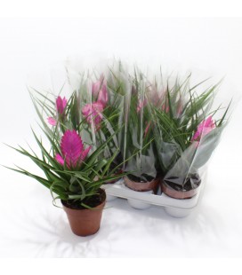Tillansia Cyanea Josee Ø 10.5