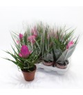 Tillansia Cyanea Josee Ø 10.5
