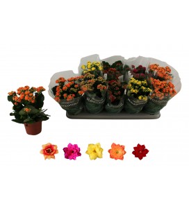 Kalanchoe mix 5 coul Ø 12