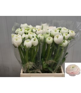 Renoncule Su Hanoi 45 cm