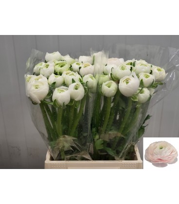 Renoncule Su Hanoi 45 cm