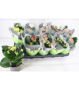 Kalanchoe Ø12 mix 5 coul
