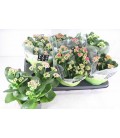 Kalanchoe Ø 15 mix 5 coul