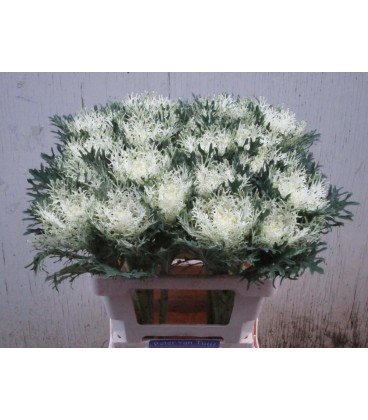 Choux Crane Fea snow 70 cm