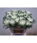 Choux Crane Fea snow 70 cm