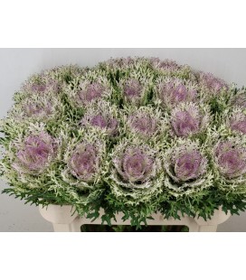 Choux Crane King 70 cm