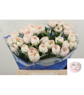 Renoncule Hanoi 40 Cm 