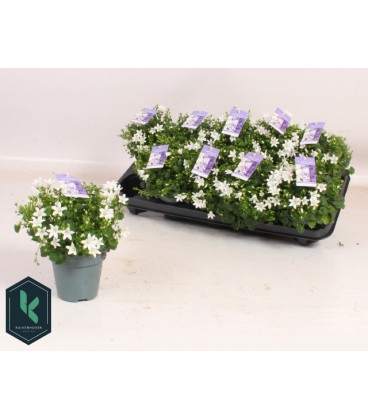 Campanule Portenschlagian pot de 10