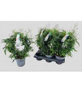 Jasmin polyanthum pot de 12 h 40