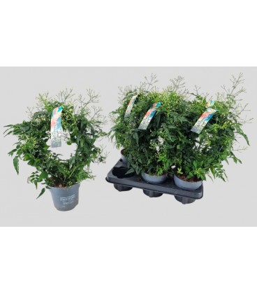 Jasmin polyanthum pot de 12 h 40