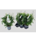 Jasmin polyanthum pot de 12 h 40