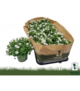 Campanule blanche Ø10.5