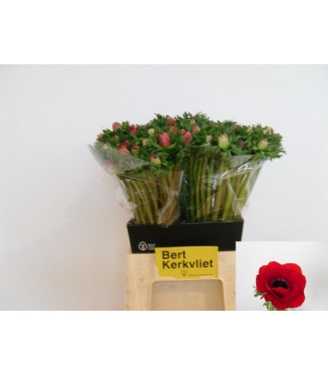 Anemone Meron red 45 cm