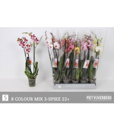 Phalaeno Ø 12 h 65 mix 