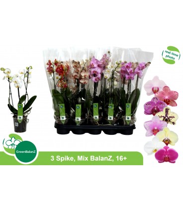 Phalaenopsis Ø 12 h 50  3 b