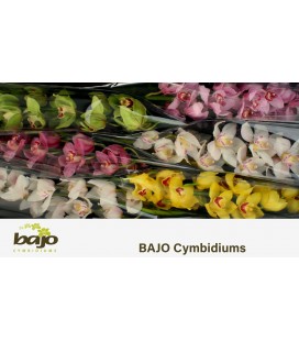 Cymbidium mix 70 cm