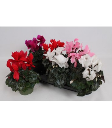 Cyclamen Vintro Ø 13