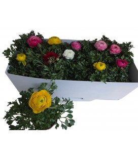 Renoncule sprink pot de 10.5 mix