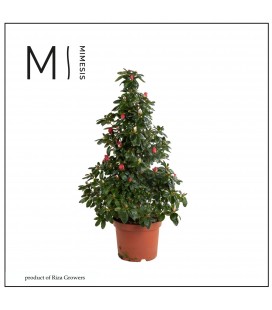 Azalée Ø 17 pyramide