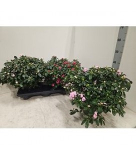 Azalée pot de 17