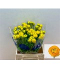 Renoncule Jaune 
