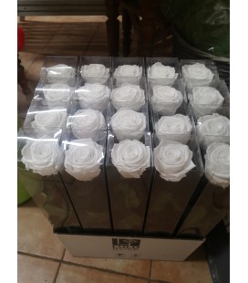 Rose Stab avec tige blanche