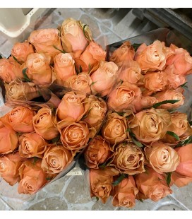 Rose Kahala bb 35 cm