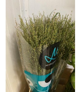 Panicum Skygrass 90 cm