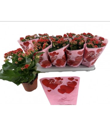 Kalanchoe Ø 11.50