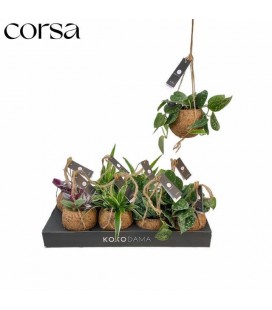 Plantes vertes mix Ø12