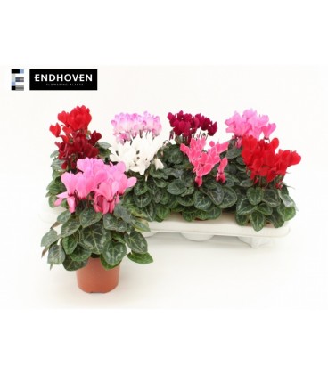 Cyclamen Winter pot 10.5 