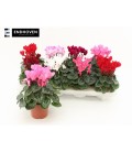Cyclamen Winter pot 10.5 