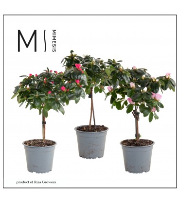 Azalée Vogel pot de 14 diam 32