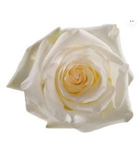 Rose Equat Candlelight 50 cm x25