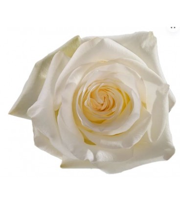 Rose Equat Candlelight 50 cm x25