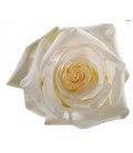Rose Equat Candlelight 50 cm x25