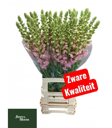 Muflier Earl pink 80 cm