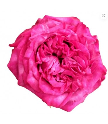 Rose equat Purple crown 50 cm x 25