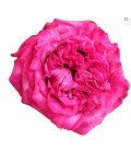 Rose equat Purple crown 50 cm x 25