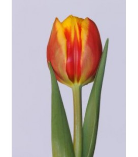 Tulipe du Vuelta 