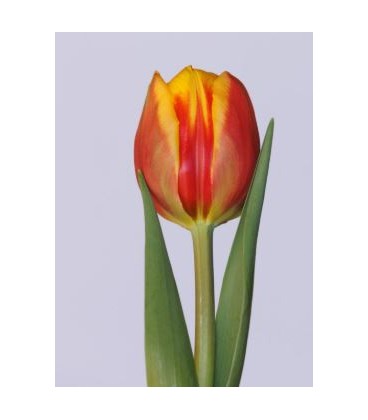 Tulipe du Vuelta 