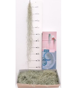 Tillansia Usneoides 90 cm